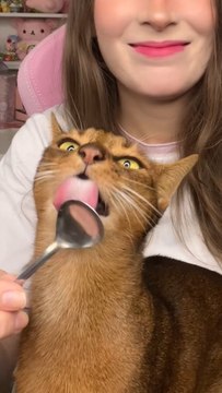 Dégustation pâté pour chat 🐱😛 *produits offerts
