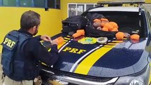 PRF encontra 39 quilos de haxixe embaixo do banco de caminhão na BR-277