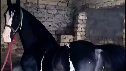 Beautiful black horse looking good.