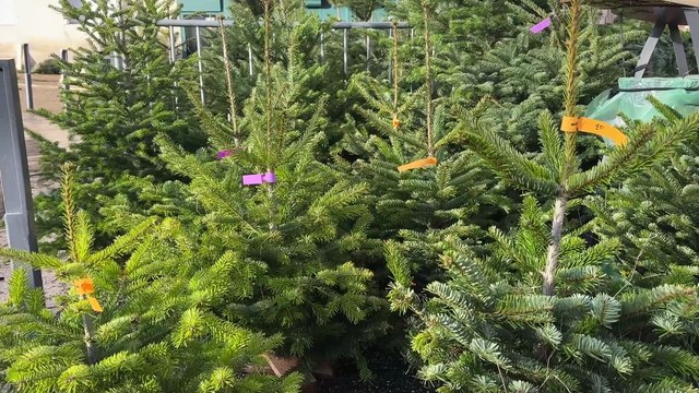 À Saint-Étienne, les sapins de Noël prennent place et attirent déjà les premiers acheteurs