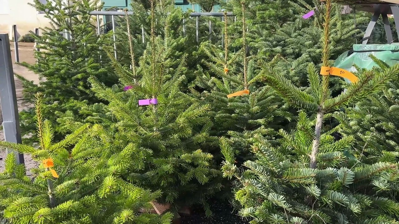 À Saint-Étienne, les sapins de Noël prennent place et attirent déjà les premiers acheteurs