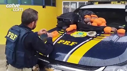 PRF apreende 39 kg de haxixe na BR-277 e prende motorista