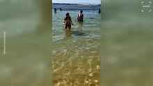 Woman Snaps at Young Girl for Invading a Sea Turtles Space
