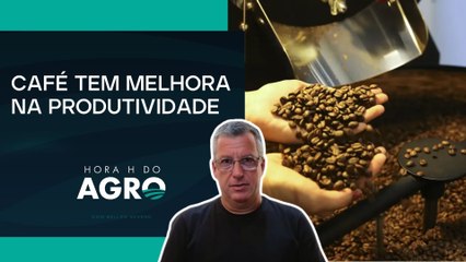 Brasil fechou a safra com a produção de 56,5 milhões de sacas de café, aponta Conab
