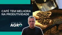 Brasil fechou a safra com a produção de 56,5 milhões de sacas de café, aponta Conab