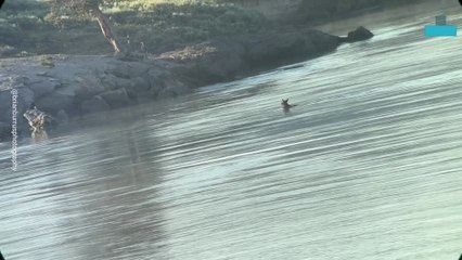 Elk Calf Swims Toward Wolf Pack in Heart Stopping Chase