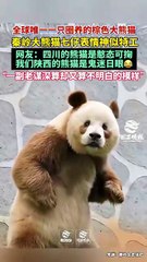 Chinese national treasure - the Giant Panda 28