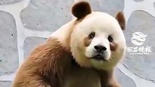 Chinese national treasure - the Giant Panda 28