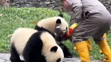 Chinese national treasure - the Giant Panda 27