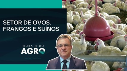 Associação apresenta balanço de 2025 e projeções para 2026 do setor de proteína animal | Hora H do Agro