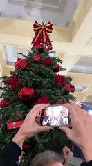 Basile accensione alberi