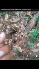 La rana flecha azul (Dendrobates azureus)