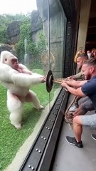 Gorilla vs Men in an Epic Tug of War