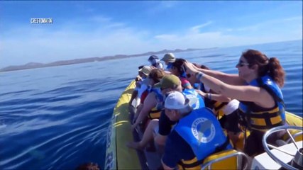 Muere mujer tras choque de embarcación con ballena en Puerto Vallarta | CPS Noticias