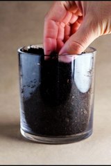 Growth to Young Cherry Tomato Plant (Timelapse)