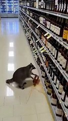 🦝💥 Raton laveur VS Scotch : le braquage le plus insolite de Virginie  Un raton laveur a transformé un magasin d’alcools de Virginie en véritable zone sinistrée : plafond défoncé, bouteilles de scotch explosées, whisky partout…