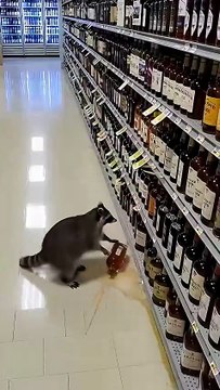 🦝💥 Raton laveur VS Scotch : le braquage le plus insolite de Virginie Un raton laveur a transformé un magasin d’alcools de Virginie en véritable zone sinistrée : plafond défoncé, bouteilles de scotch explosées, whisky partout…