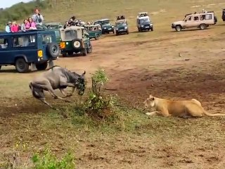 Animal video 2025 #animal #video