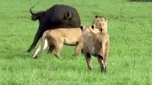 🦁 lions us buffalo 🐃 animal  video #animal #video