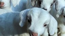 Goat cute babies 💝😍 video #goat #babies #animal #planet #animalplanet  #animalworld