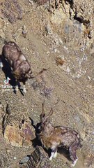 Markhor animals video 2025 #animals