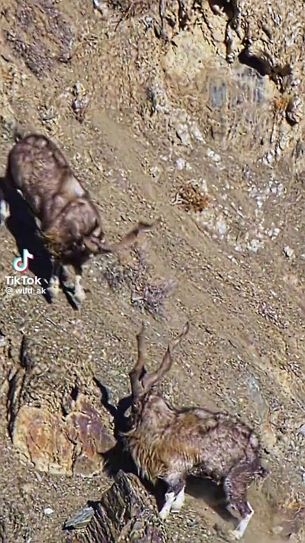 ⁣Markhor animals video 2025 #animals