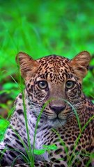 d51c3f89b242400f1c628552ec3968f4