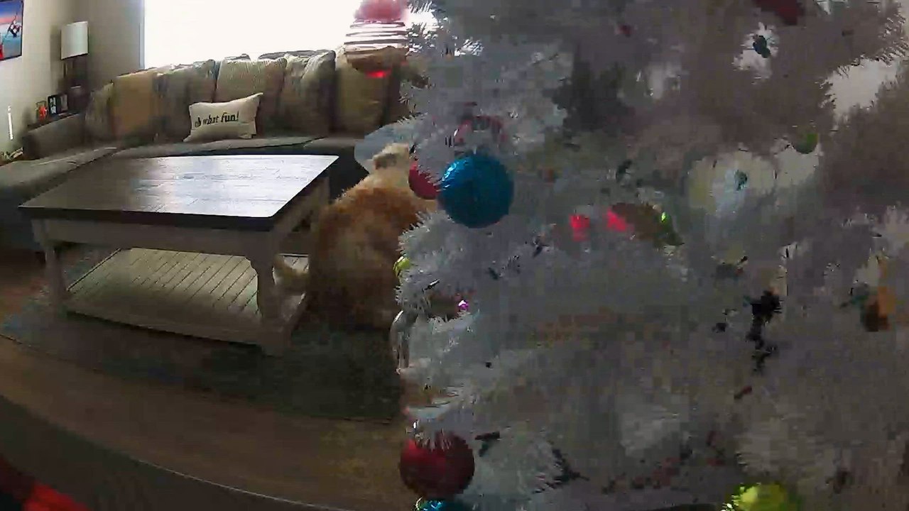 Holiday Chaos