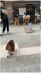 Padru bana celebrity 😎😎|| comedy 11