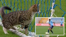 Un portiere così non si era mai visto! Il gatto distrae l'attaccante e lui...