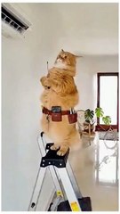 Padru bana electrition|comedy 13