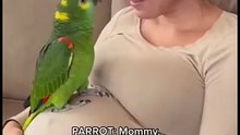 American funny parrot talking 😂