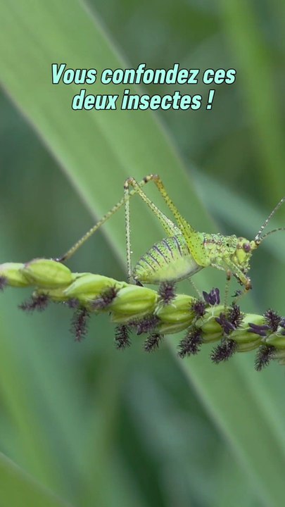 Vous connaissiez déjà cette différence ? ☺️
