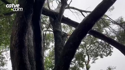Árvore cai sobre casa no bairro Santa Cruz em Cascavel
