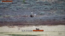 Wolves Chase Grizzly Bear