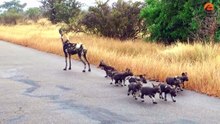 Lions Come Across Wild Dog Puppies