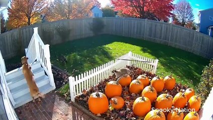 Caught on Camera Brave Cat Rescues Dog Friend