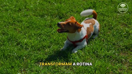 6 Palavras Que Seu Cachorro PRECISA Ouvir Agora Não Deixe Pra Depois!