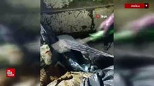 Muğla'da poşete koyulup çöpe atılan kedi kurtarıldı