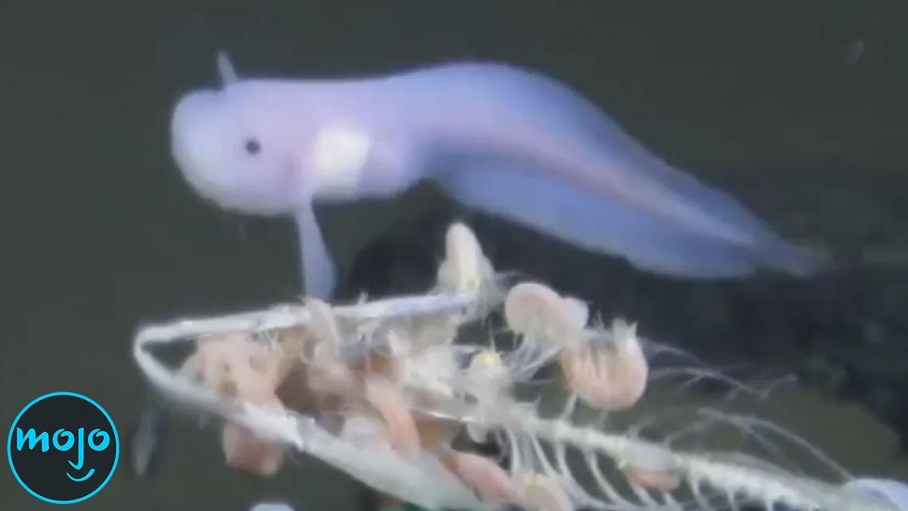 Top 50 Deep Sea Mysteries That Will Freak You Out