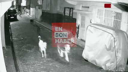 Adana'da sahipsiz köpeklerin saldırdığı kedi öldü