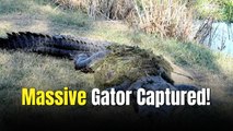 Police Get Into A Wrestling Match With A 600 Pound Alligator