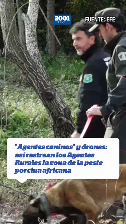 "Agentes caninos" y drones: así rastrean los Agentes Rurales la zona de la peste porcina africana