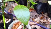 Grafting on Avocado seedling