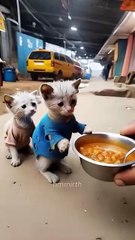 Story of kittens brother and a sister struggling to buy a new iPhone