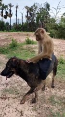 Well Best SokYaa, OG, Pao & Mom Are Famous Around The World #shorts #anime #trend #edit