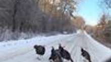 Turkeys Sit in Middle of Road and Refuse to Move