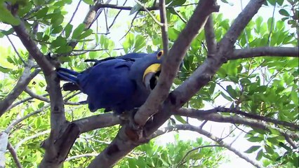 This Giant Parrot Might Just Be the Biggest You've Ever Seen