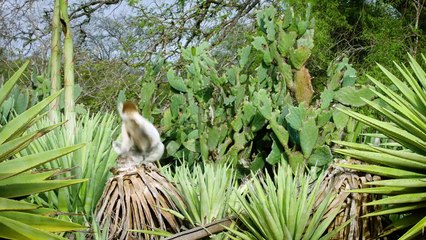 You’ve Definitely Seen These Lemurs Before—Here’s Why They’re World-Famous