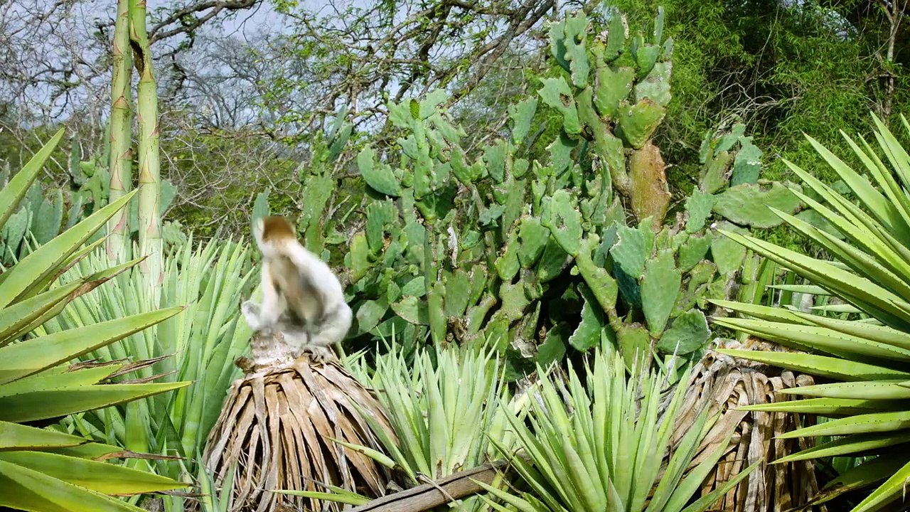 You’ve Definitely Seen These Lemurs Before—Here’s Why They’re World-Famous